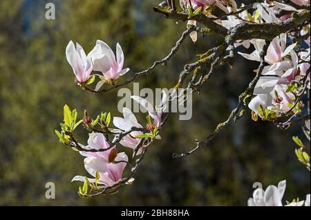 Magnolia fiori durante la primavera a Norrkoping, Svezia Foto Stock