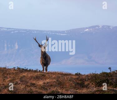 Si trova nelle Highlands scozzesi con Raasay sullo sfondo Foto Stock