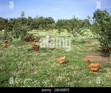 Polli di gamma libera su allevamento di pollame, Hampshire, Inghilterra, Regno Unito Foto Stock