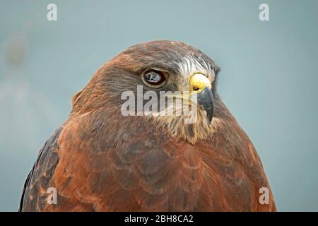 Ritratto di un falco di Swaison, Buteo swainsoni, un grande rapitore trovato in tutti gli stati occidentali. Foto Stock