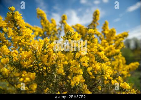 Cumbernauld, Regno Unito. 24 Aprile 2020. Nella foto: I cespugli di gola fioriscono con fiori gialli luminosi che mascherano le spine di gabbia per cui questo arbusto è conosciuto. Caldo sole pomeridiano in campagna appena fuori Cumbernauld nel Lanarkshire settentrionale. Credit: Colin Fisher/Alamy Live News Foto Stock