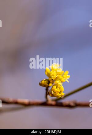 Piccoli fiori gialli di Cornelia mas o Ciliegio Corneliano, cornel europeo, dogwood. Piante da fiore nelle cornacee di dogwood. Foto Stock