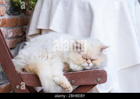 Lazy white cat dormire su delle sedie in una tranquilla giornata pomeriggio. paese sfondo laterale Foto Stock