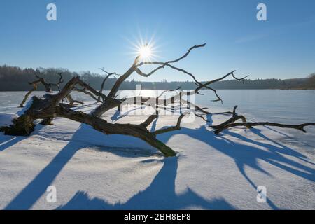 Quercia sullo stagno di Rothenbach con il sole in inverno, Freiensteinau, distretto di Vogelsberg, Hesse, Germania Foto Stock