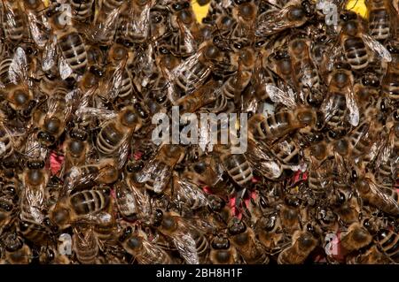 Alveare, Apiformes o Anthophila, ingresso, Baviera, Germania Foto Stock