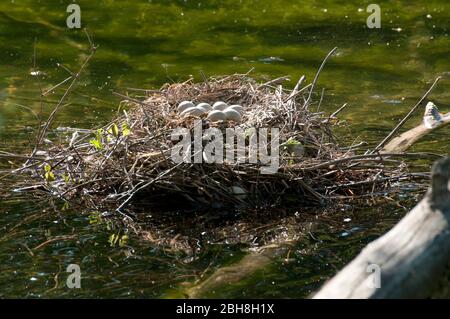 Coot, Fulica atra, uova in nido, Baviera, Germania Foto Stock