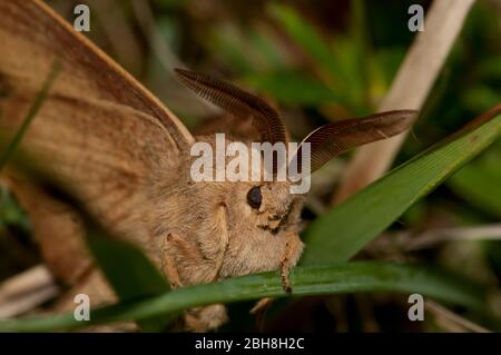 Fox Moth, Macrothylacia rubi, seduta su erba, Baviera, Germania Foto Stock