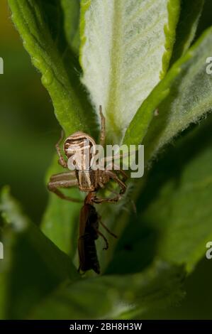 Ragno di granchio cespuglio, Xysticus cristatus, Xysticus viaticus, seduta capovolta su foglia, con preda, Baviera, Germania Foto Stock