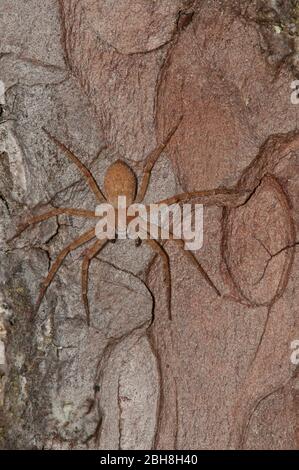 Ragno di granchio in esecuzione, Philodromus fuscomarginatus, seduta su corteccia di pino, capovolto, Baviera, Germania Foto Stock