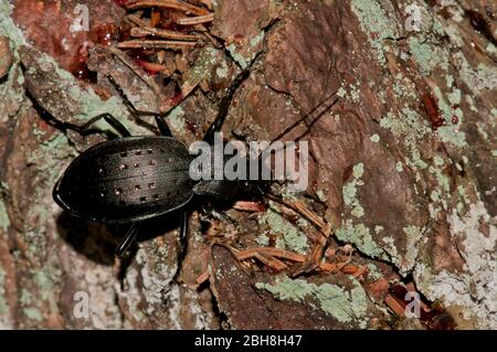 Coleottero in punta d'oro, Calosoma auropunctatum, strisciante su corteccia d'albero, Baviera, Germania Foto Stock