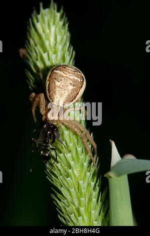 Ragno di granchio cespuglio, Xysticus cristatus, Xysticus viaticus, seduta capovolta su erba marciume, con preda, Baviera, Germania Foto Stock