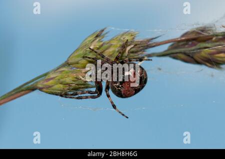 Ponte ragno, Larinioides flopetarius, seduta capovolta su erba marciume, Baviera, Germania Foto Stock