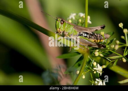 Prato comune Grasshopper, Chorthippus parallelepius, Baviera, Germania Foto Stock