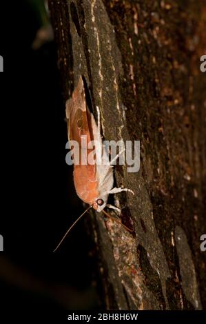 Sottobosco giallo bordato, Noctua fimbriata, seduta su corteccia di albero, succhiando a esca, Baviera, Germania Foto Stock