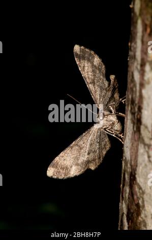 Grande bellezza di quercia, Hypomecis roboraria, seduta su tronco di albero, succhiando a esca, Baviera, Germania Foto Stock