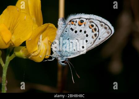 Farfalla blu comune, Polyommatus icarus, seduta su fiore giallo, con ali chiuse, Baviera, Germania Foto Stock