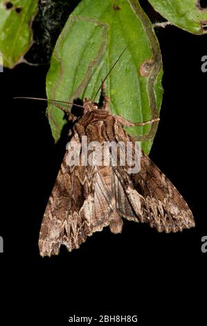 Grande bellezza di quercia, Hypomecis roboraria, seduta su tronco di albero, succhiando a esca, Baviera, Germania Foto Stock