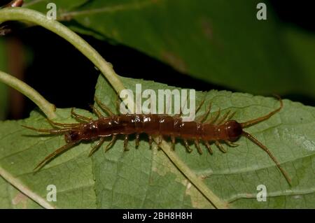 Centipede comune, Lithobius forficatus, strisciante sul lato inferiore delle foglie, Baviera, Germania Foto Stock