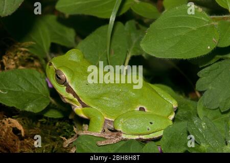 Rana europea, Hyla arborea, seduta in foglie, Baviera, Germania Foto Stock