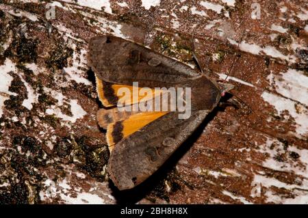 Grande ala gialla, Noctua pronuba, seduta su corteccia di betulla, esca succhiante, Baviera, Germania Foto Stock