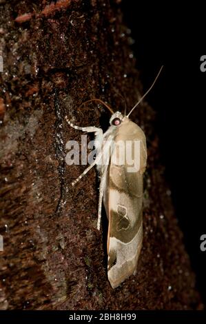 Sottobosco giallo bordato, Noctua fimbriata, seduta su corteccia di albero, succhiando a esca, Baviera, Germania Foto Stock