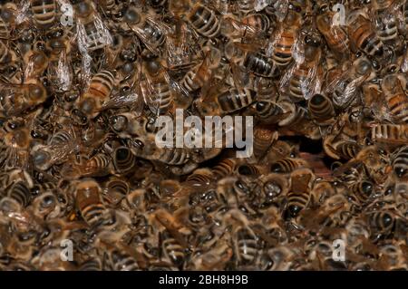 Alveare, Apiformes o Anthophila, ingresso, Baviera, Germania Foto Stock