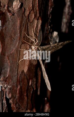 Grande bellezza di quercia, Hypomecis roboraria, seduta su tronco di albero, succhiando a esca, Baviera, Germania Foto Stock