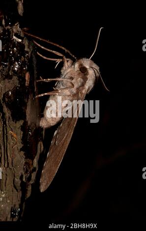 Falco-falco di pino, Sphinx pinastri, seduto su un tronco, succhiando all'esca, Baviera, Germania Foto Stock