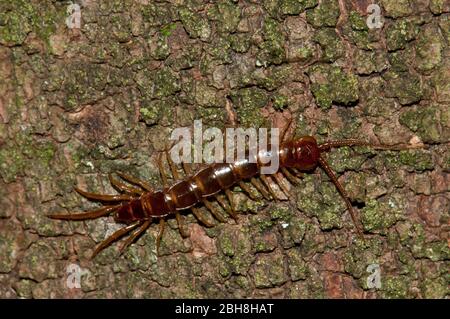 Centipede comune, Lithobius forficatus, strisciante su corteccia di albero, Baviera, Germania Foto Stock