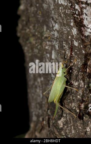 Comune cespuglio-cricket di quercia, Meconema thalassinum, Meconema varium, sale il tronco di una betulla per oviposizione, Baviera, Germania Foto Stock