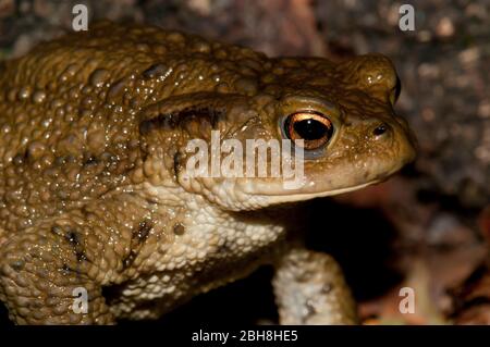 Comune di Bufo bufo, su fogliame secco, gonfiato, in posizione difensiva, Baviera, Germania, Foto Stock