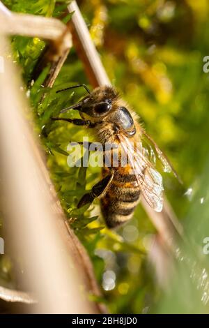 Ape di miele (Apis mellifera) acqua potabile da muschio bagnato al bordo di un giardino stagno, Regno Unito Foto Stock