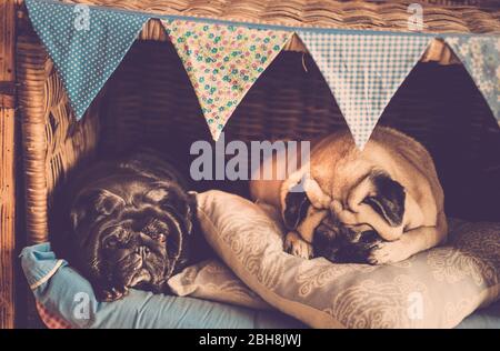 Due bei vecchi cani pug insieme in amicizia o come coppia sposata nella piccola casa accogliente dormire e vivere più vicino - amore e amici concetto immagine con gli animali Foto Stock