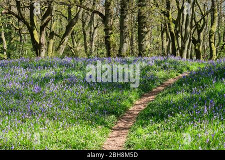 Bluebells in Helmeth Wood, Helmeth Hill, Church Stretton, Shropshire Foto Stock