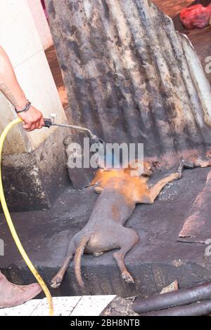 Tomohon, Indonesia - 12 agosto 2017: Un uomo sta cucinando un cane al mercato tradizionale Foto Stock