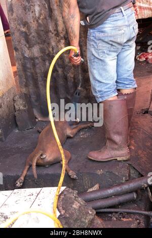 Tomohon, Indonesia - 12 agosto 2017: Un uomo sta cucinando un cane al mercato tradizionale Foto Stock