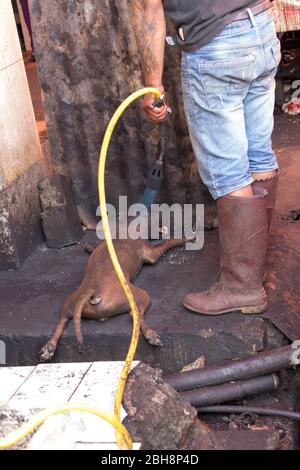 Tomohon, Indonesia - 12 agosto 2017: Un uomo sta cucinando un cane al mercato tradizionale Foto Stock