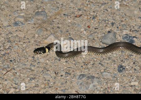 Serpente d'erba serpente su sentiero granato, Natrix natrix, Baviera, Germania Foto Stock