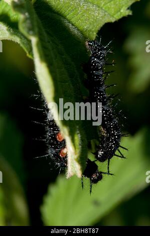 I pilastri della farfalla di pavone, Aglais io, Inachis io, Nymphalis io, su ortica, Baviera, Germania Foto Stock