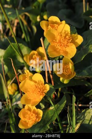 Marsh Marigold, Caltha palustris, in zone umide, Baviera, Germania Foto Stock