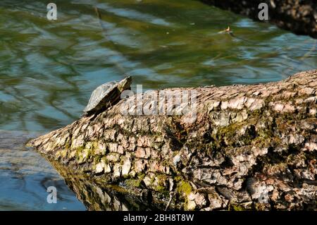 Tartaruga con cursore rosso-eato che prende il sole su un tronco di albero, Trachemys scripta elegans, Baviera, Germania Foto Stock