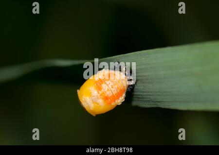 Ladybug larva, Ladybird cova, Coccinellidae, su foglia d'erba, Baviera, Germania Foto Stock