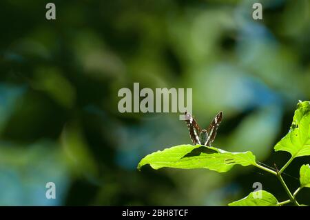 Ammiraglio bianco, Limenitis camilla, Ladoga camilla, seduta su foglia illuminata dal sole, Baviera, Germania Foto Stock