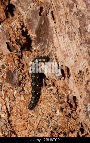 bruco nero con macchie gialle, su legno morto, Baviera, Germania Foto Stock