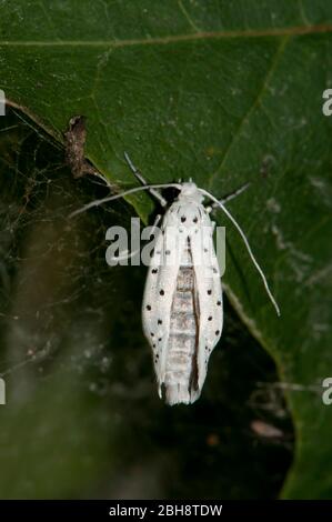 Ermine di Bird-Cherry, Ypomonomeuta evonynella, Moth seduta sulla foglia, Baviera, Germania Foto Stock