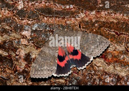 Sotto il sottopiano rosso, Catocala nupta, seduta su corteccia di albero, succhiando a esca, ritratto, Baviera, Germania Foto Stock