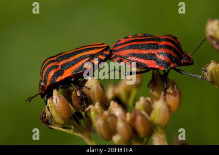 Bug scudo, Graphosoma lineatum, accoppiamento, Baviera, Germania Foto Stock