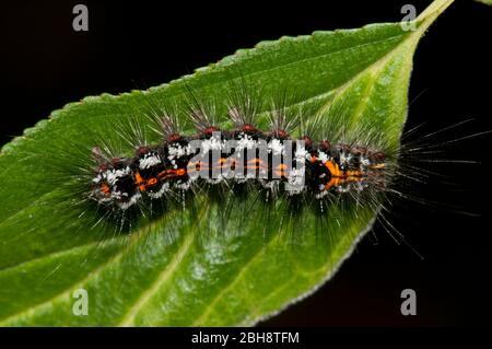 Swan Moth, caterpillar, Swfrageidus similis, seduta a foglia, Baviera, Germania Foto Stock