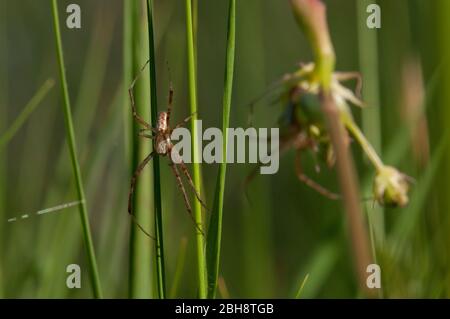 Ragno WASP, Argiope bruennichi, maschio, nel suo web, Baviera, Germania Foto Stock