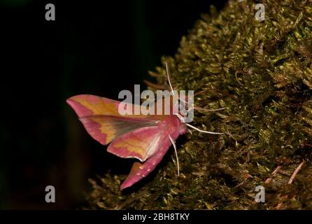 Piccolo falco-falco elefante, Deilephila porcellus, esca succhiante, Baviera, Germania Foto Stock